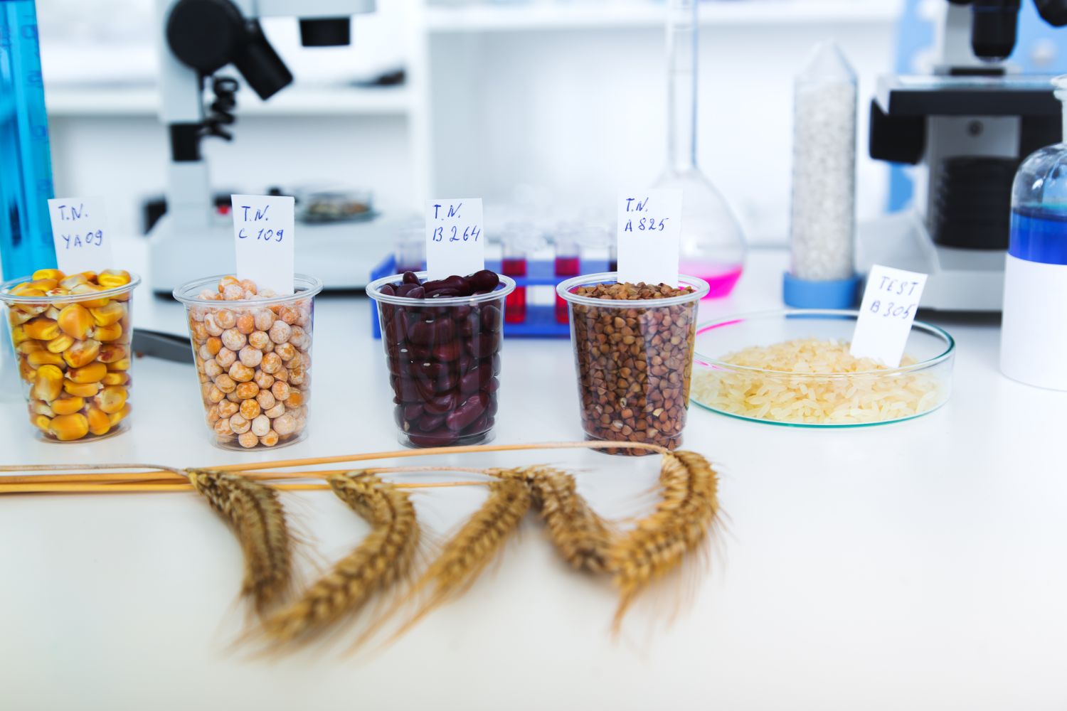 Food Development